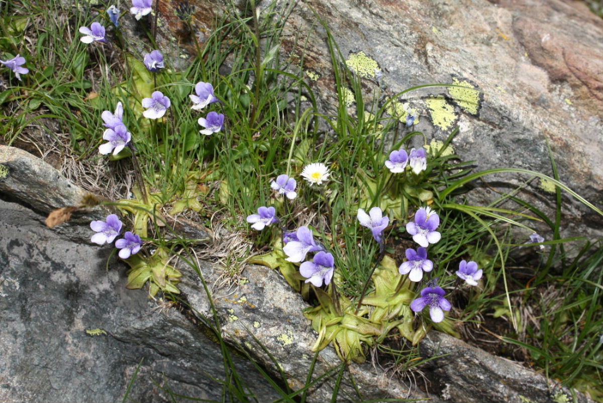 Pinguicula leptoceras / Erba unta bianco maculata